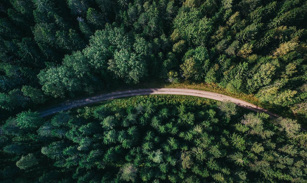 aerial view of forest